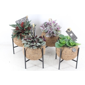 arr3 Kokoplant - Industrial groenmix 8X