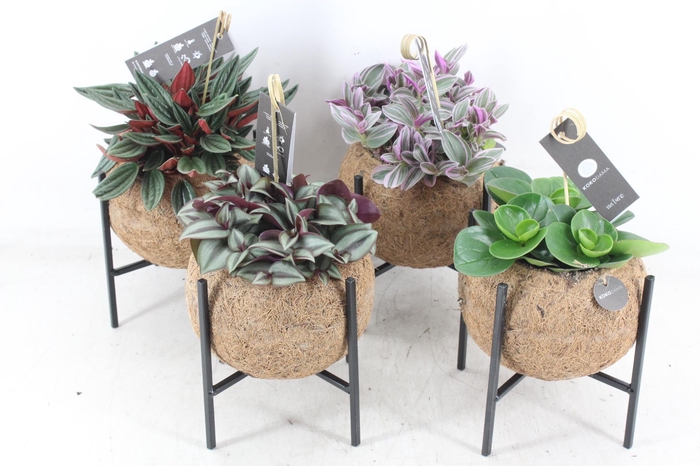 <h4>arr3 Kokoplant - Industrial groenmix 8X</h4>