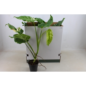 MONSTERA DEL THAI CO