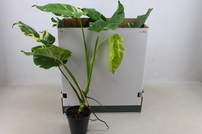 <h4>MONSTERA DEL THAI CO</h4>