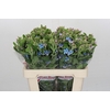 Oxypetalum Tweedia Blue