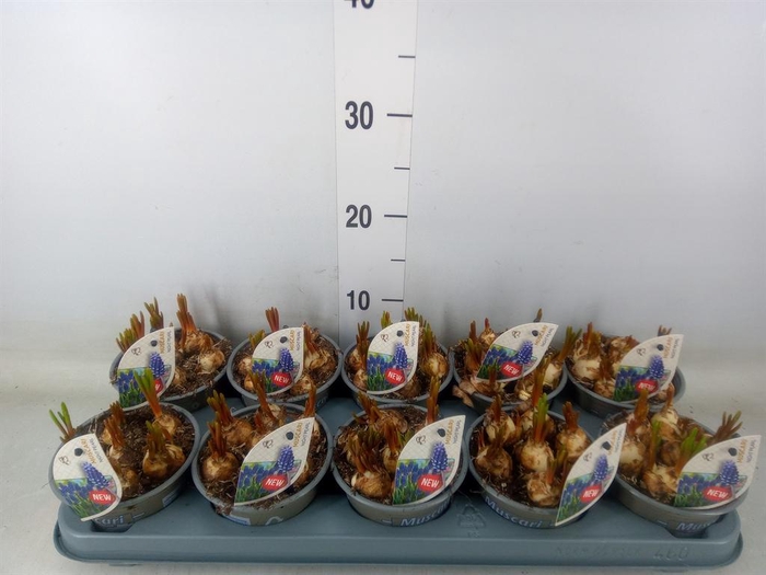 <h4>Muscari ...</h4>