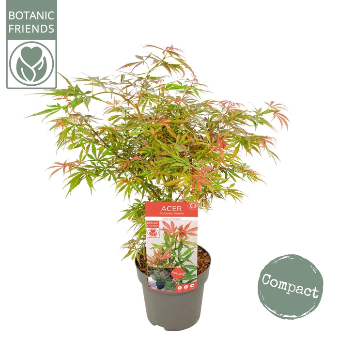 <h4>Acer palm. 'Jerre Schwartz'</h4>