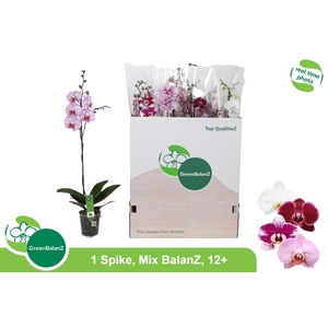 PHAL GEM