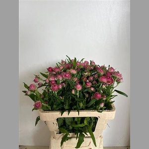 Helichrysum Rose