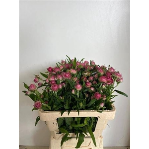 Helichrysum Rose