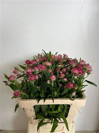 <h4>Helichrysum Rose</h4>