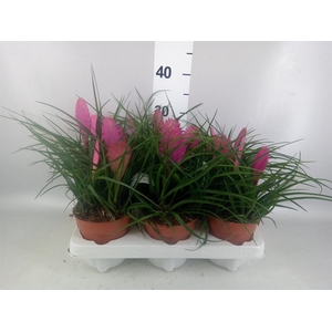Tillandsia cyanea 'Anita'
