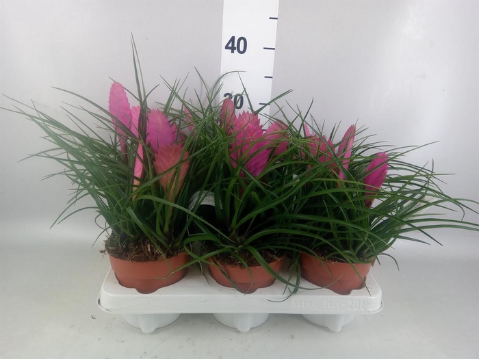 Tillandsia cyanea 'Anita'