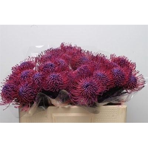 Nutans paint lilac dark