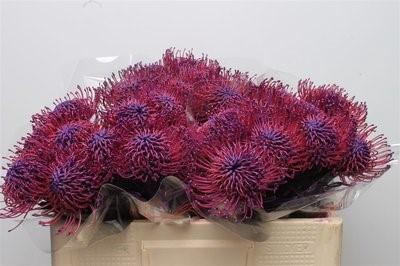 <h4>Nutans paint lilac dark</h4>