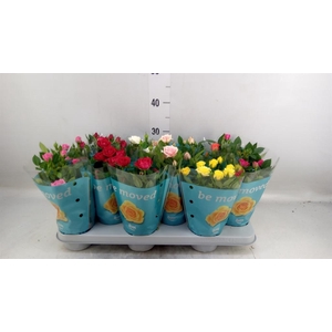 Rosa  'Beau Monde'   ...mix