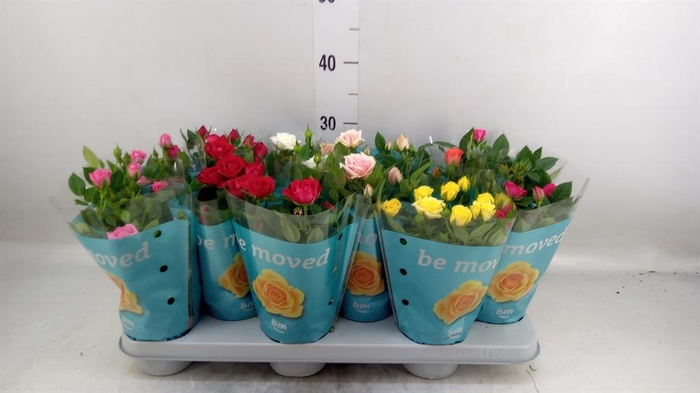 <h4>Rosa 'Beau Monde' ...mix</h4>