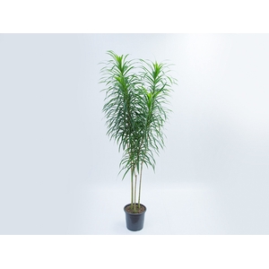 DRACENA REFLEXA ANITA P24