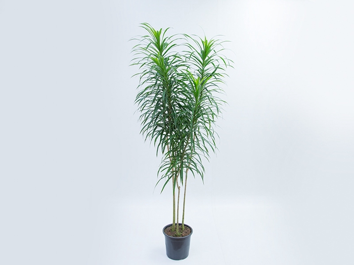 <h4>DRACENA REFLEXA ANITA P24</h4>