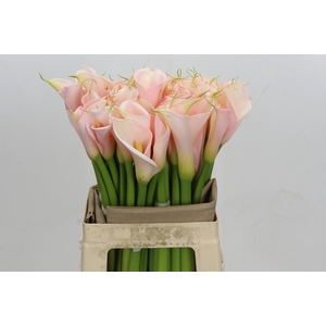 Zantedeschia Eydolls Salmon