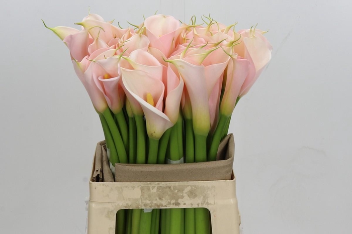 Zantedeschia Eydolls Salmon