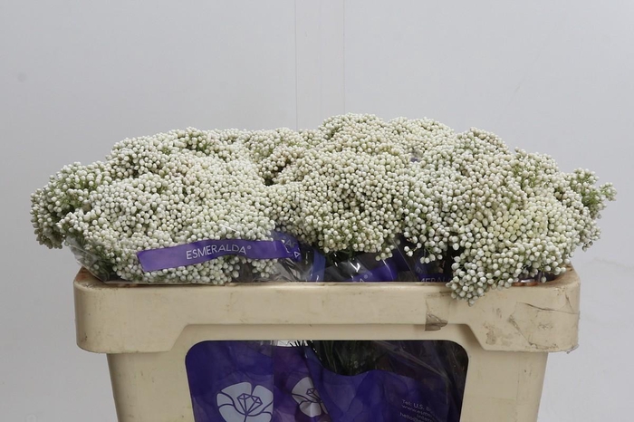 <h4>Ozothamnus Cooks Snow White</h4>