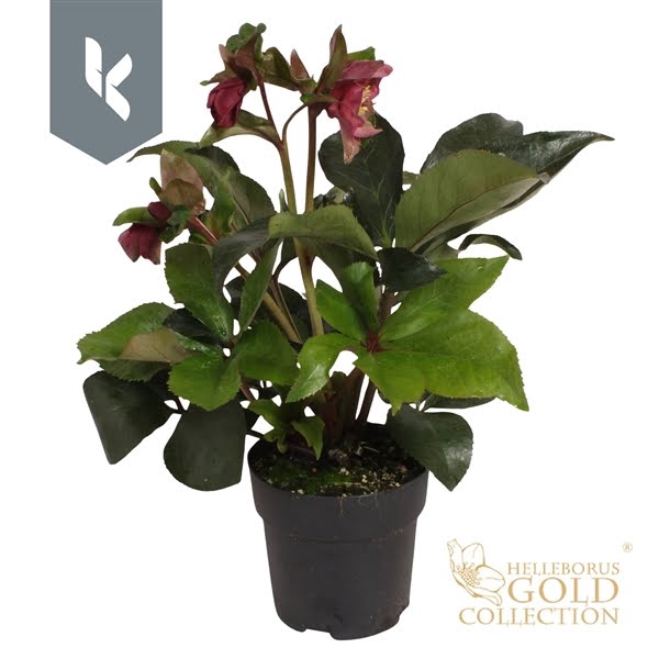 <h4>HGC Helleborus Ice N Roses Early Red</h4>