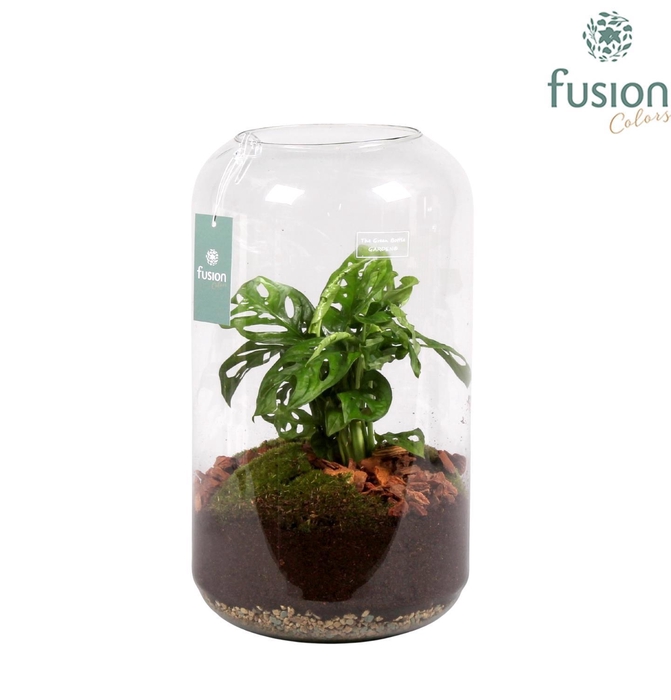 <h4>Green Bottle Isabella Large met Skindapsus</h4>