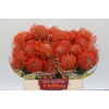 Nutans Ayoba Mandarin Zest