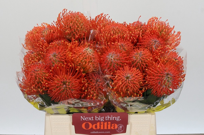 Nutans Ayoba Mandarin Zest