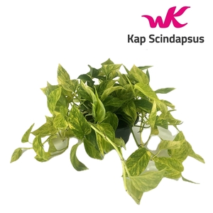 Scindapsus (Epipremnum ) Hicolor schaal