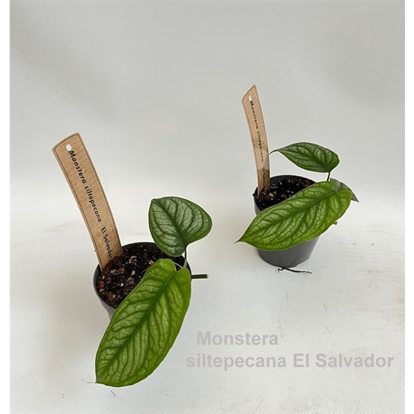 <h4>Monstera siltepecana El Salvador 9cm</h4>