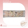 Anthurium Carnaval