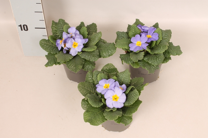 Primula acaulis Light Blue