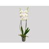 PHALAENOPSIS P12 BRANCO 2 HT
