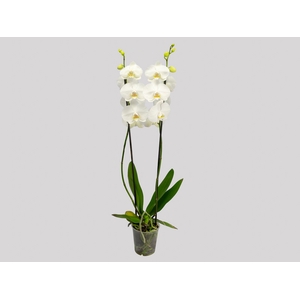 PHALAENOPSIS P12 BRANCO 2 HT