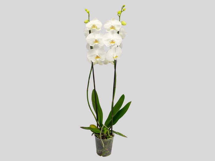 <h4>PHALAENOPSIS P12 BRANCO 2 HT</h4>