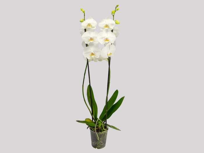 PHALAENOPSIS P12 BRANCO 2 HT