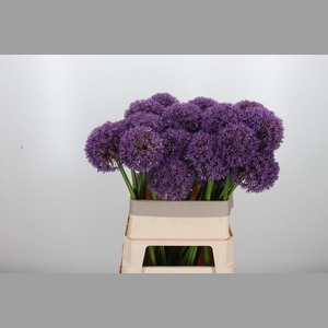 Allium Grootbloemig