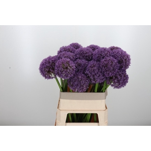 Allium Grootbloemig