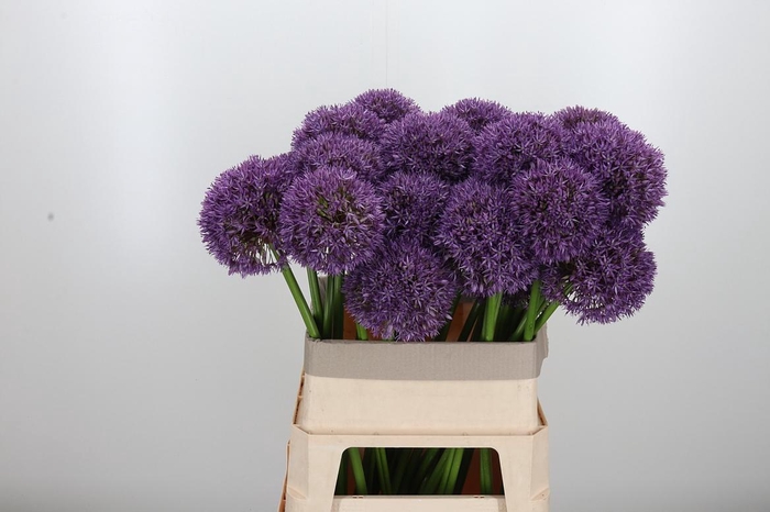 <h4>Allium Grootbloemig</h4>