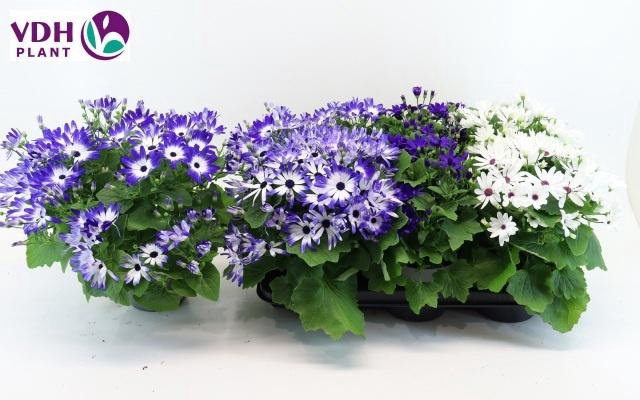 <h4>PERI C SEN GEM</h4>