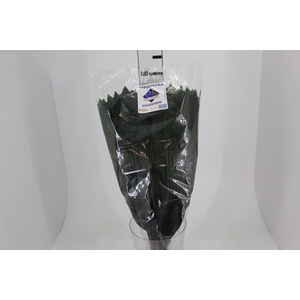 FOLHAGEM ASPIDISTRA ELATIOR 070 CM
