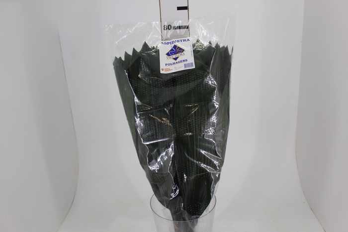 FOLHAGEM ASPIDISTRA ELATIOR 070 CM