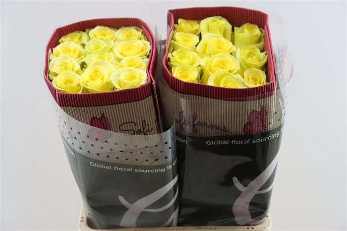 <h4>R Gr Cancun</h4>