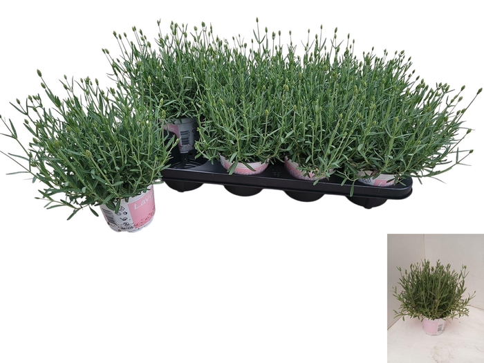 <h4>LAVAN AN ROSEA</h4>