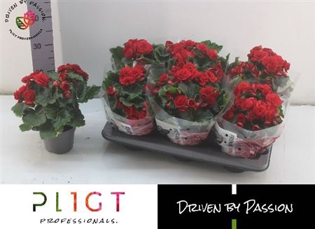 <h4>Begonia Elatior Grp dubbelbloemig 'Baladin'</h4>