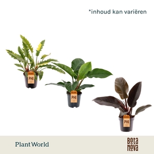 Philodendron gemengd diverse soorten