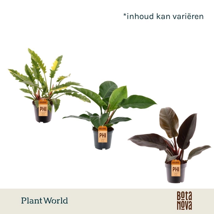 <h4>Philodendron gemengd diverse soorten</h4>