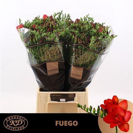 <h4>Fr Du Fuego Red</h4>