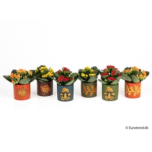 KALANCHOE BLOSSF P6 E 4657