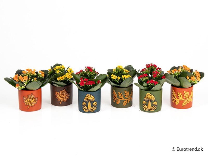 <h4>KALANCHOE BLOSSF P6 E 4657</h4>