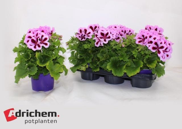 <h4>PEL GR PATRICIA</h4>