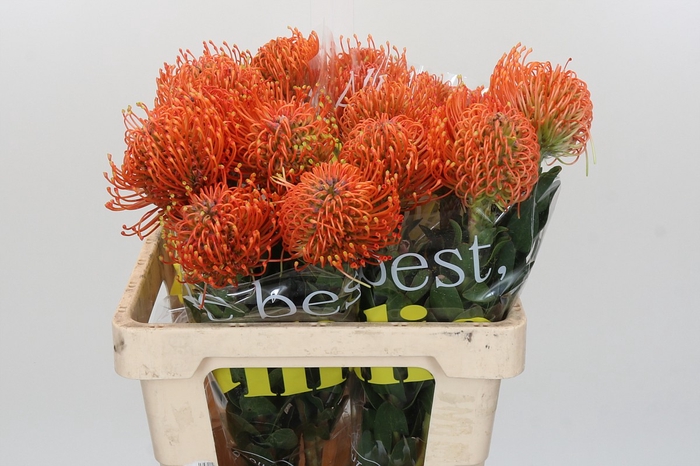 Nutans Ayoba Mandarin Zest